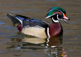 Wood Duck Male