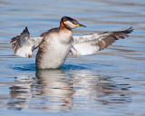 Red-necked Grebe Flapping Wings