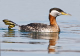 Red-necked Grebe Stretching