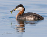Red-necked Grebe With Worm