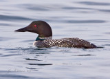 Common Loon