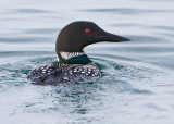 Common Loon