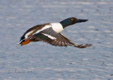 Northern Shoveler Male In Flight