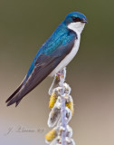 Tree Swallow