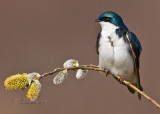 Tree Swallow