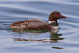 Common Loon