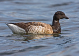 Brant Goose