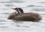 Three Week Old Red-necked Grebe Chick