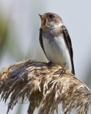 Tree Swallow Fledgling Yawning