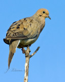 Mourning Dove