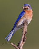 _18C3356.jpg