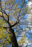 _MG_6988.jpg