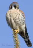 Sparrow Hawk_MG_8570.jpg