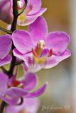 _MG_1564 copy.jpg