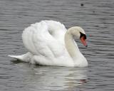 Mute Swan Displaying