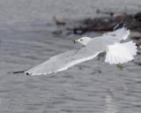 Ring-billed Gull on the Wing