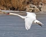 Mute Swan On The Wing