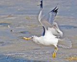 Ring-billed Gull With Food