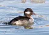 Bufflehead (Female)
