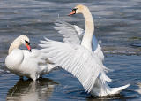 Mute Swan Pair
