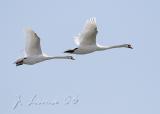 Mute Swans On The Wing