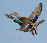 Mallard Pir On The Wing