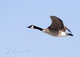 Canada Goose On The Wing