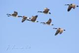 Canada Geese In Formation