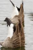 Canada Geese Bottoms Up