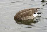 Canada Geese Feeding