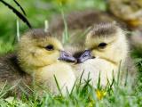 Gosling Pair