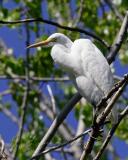 Common Egret