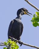Cormorant