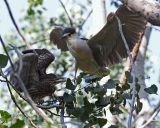 Black-Crowned Night Heron Baby Feeding