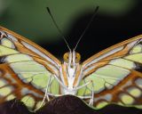 _MG_3365.jpg