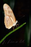 _MG_3371.jpg