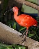 Scarlet Ibis