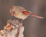 Female Cardinal.jpg