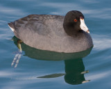 coot.jpg