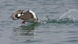 Bufflehead Male