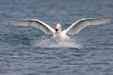Mute Swan