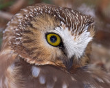 Saw-whet Owl