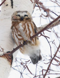 Saw-whet Owl