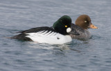 Goldeneye