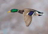Mallard Male in Flight