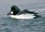 Goldeneye Male