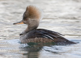 Hooded Merganser Female