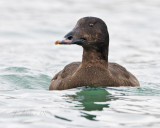 White-winged Scoter Female