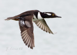 Hooded Merganser Male in Flight