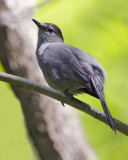 Gray Catbird